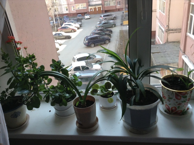 А вот и мои подопечные )))