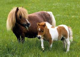 Ббешечкам девам))