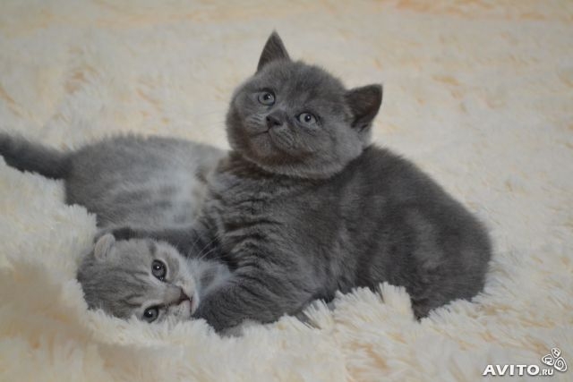 Шотландские котята