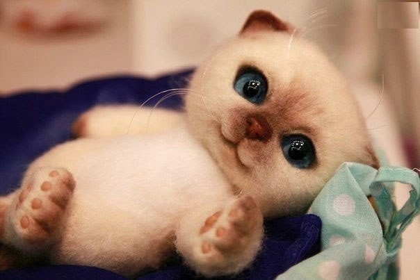 Шерстяной котенок