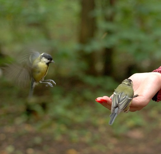 Покормить синичек с руки или Нескучный сад
