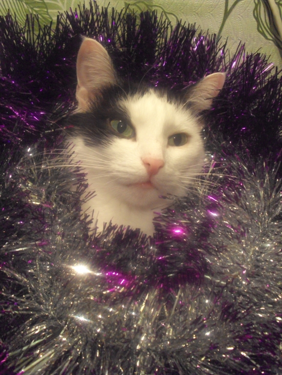 Новогодние котэ