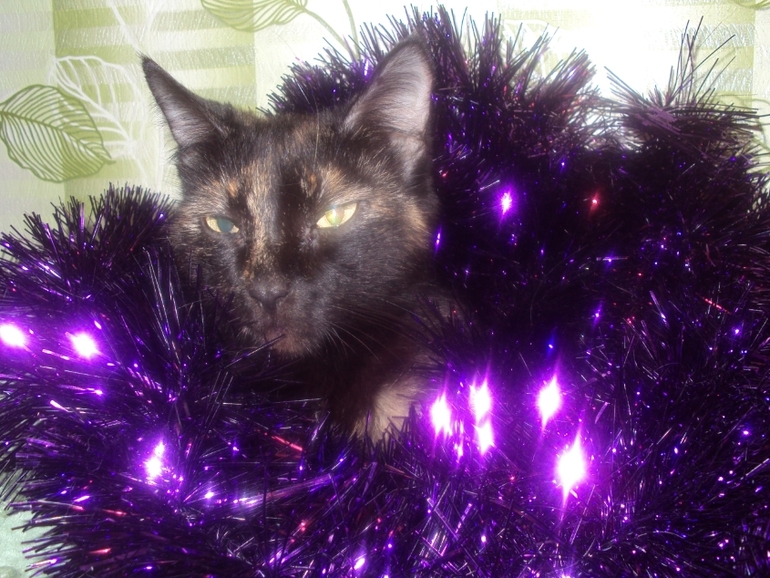 Новогодние котэ