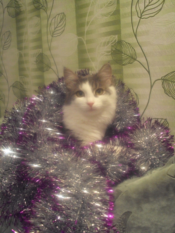 Новогодние котэ