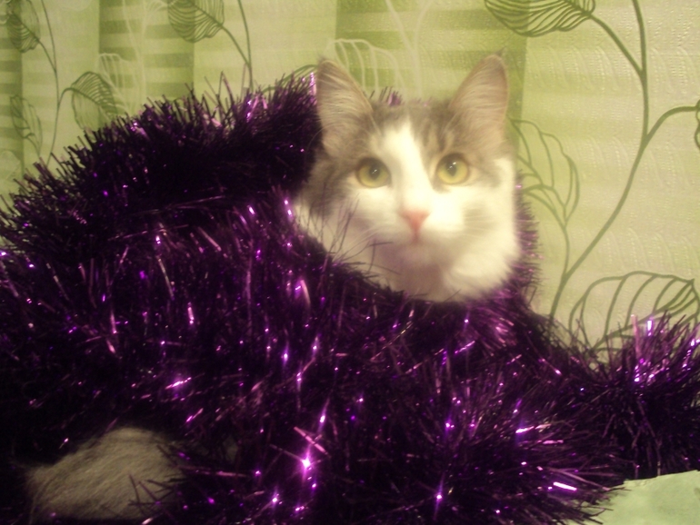 Новогодние котэ