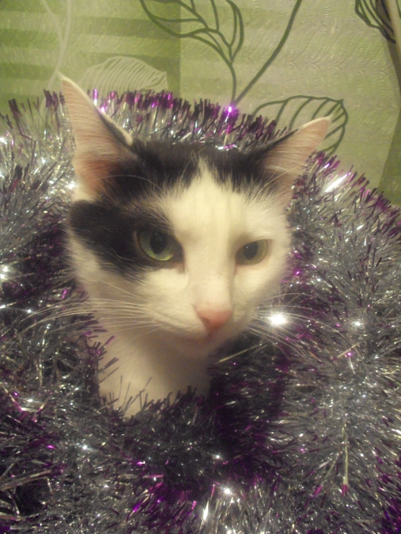 Новогодние котэ