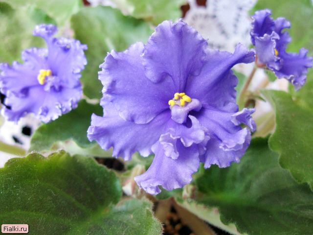 Продаю деток сортовых фиалок