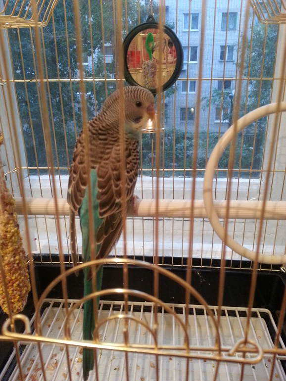 Появился сегодня у нас новый житель))