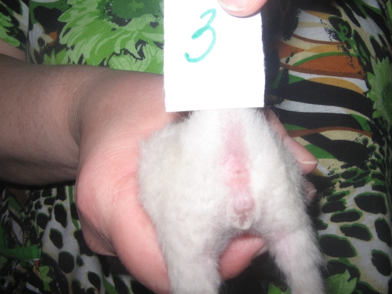 Определение пола, предварительное.