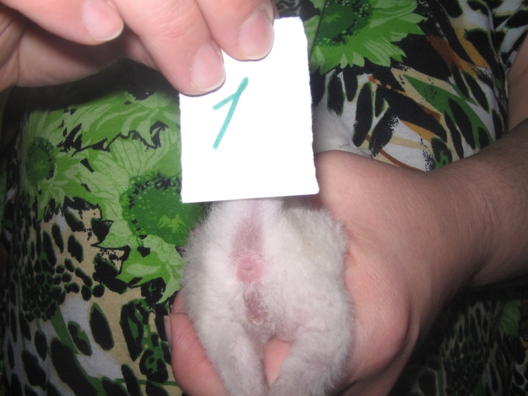 Определение пола, предварительное.