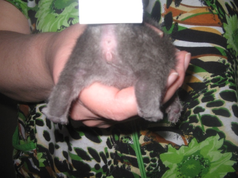 Определение пола, предварительное.