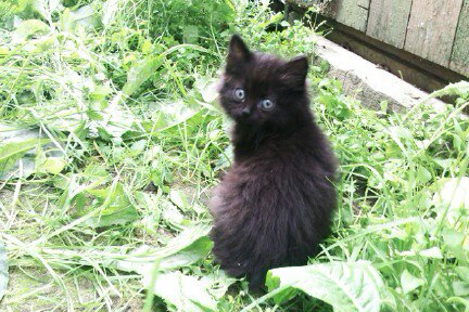 Про кошек и кота ))