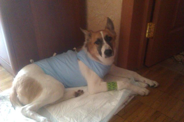 Стерилизовались!