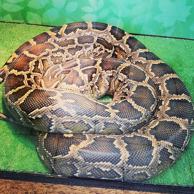 Саратов!!! К нам приехали ЭкзоЖивотные!!!