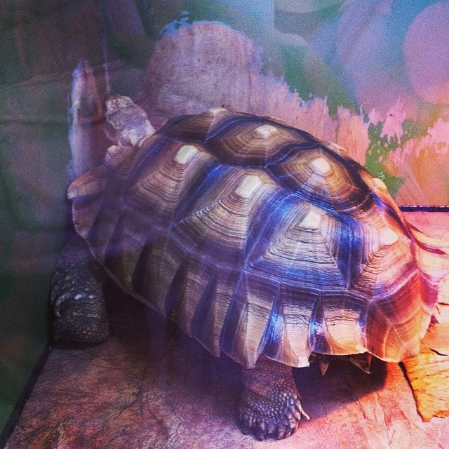 Саратов!!! К нам приехали ЭкзоЖивотные!!!