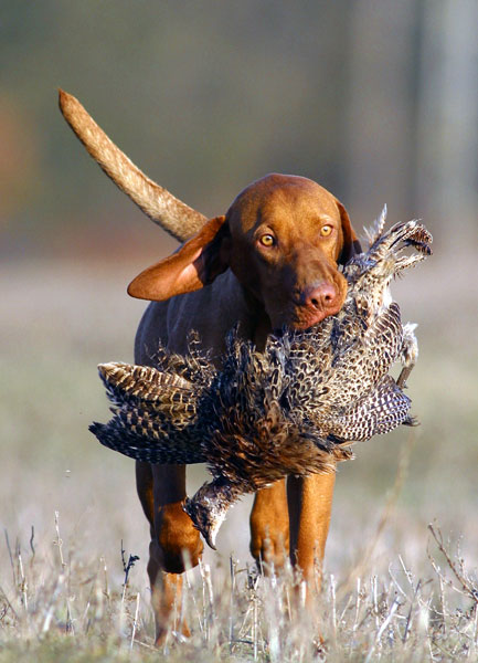 Хотим завести собачку . Венгерская выжла.