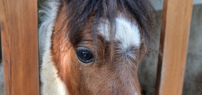 Отдых с детьми в Турции.Gloria Verde Resort 5*