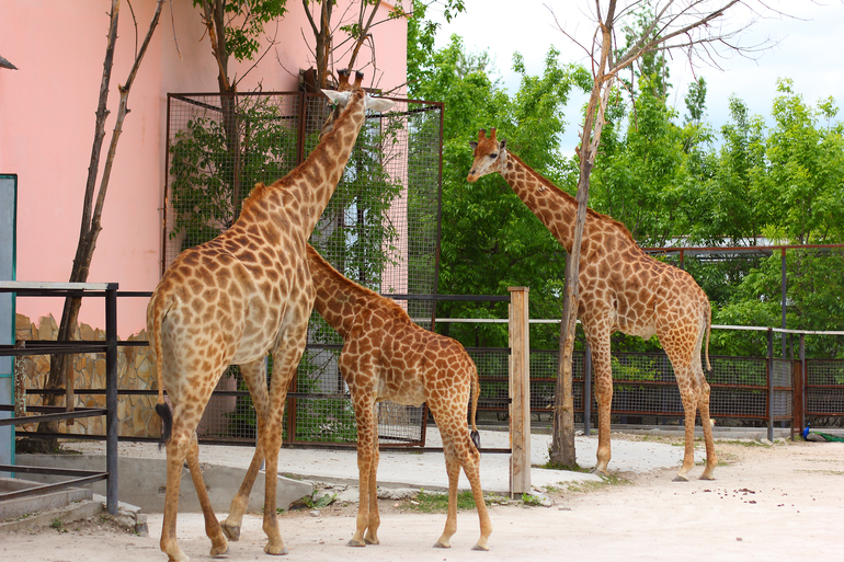 Первый раз в парке львов "Тайган"!!!!!