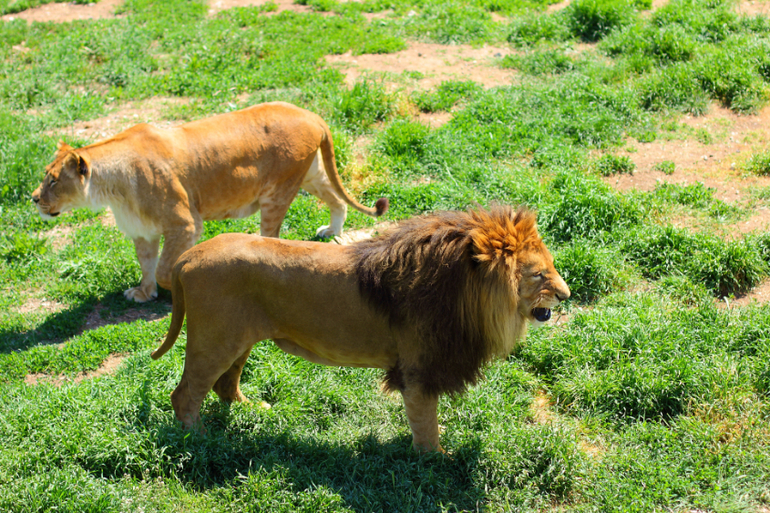 Первый раз в парке львов "Тайган"!!!!!