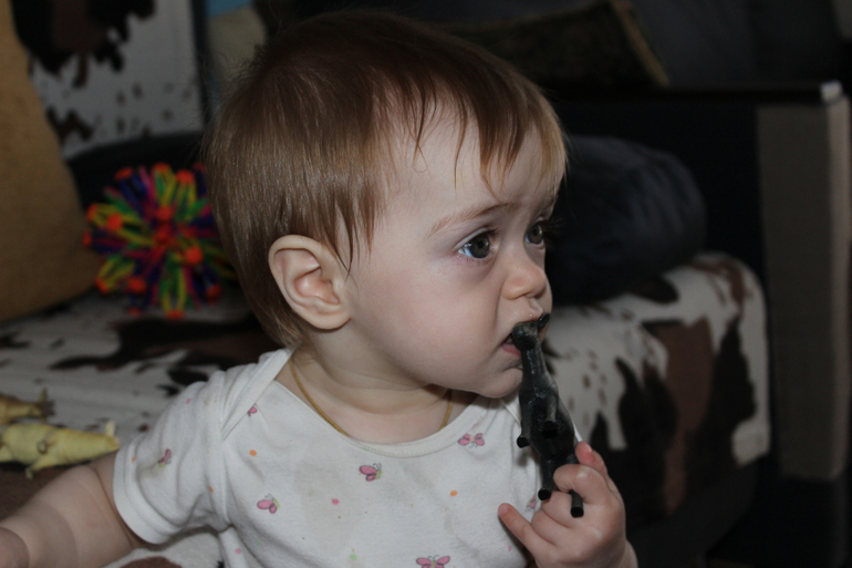 ТН "Домашние животные" 1 день. Вводный