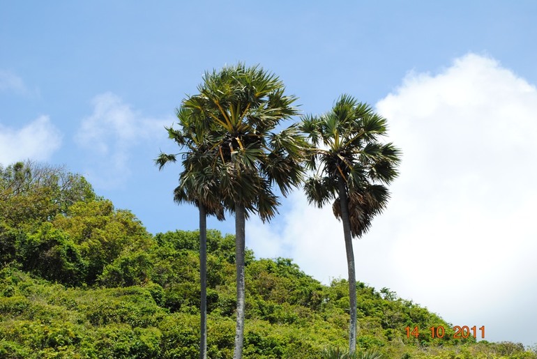 Аренда и продажа недвижимости на Пхукете!