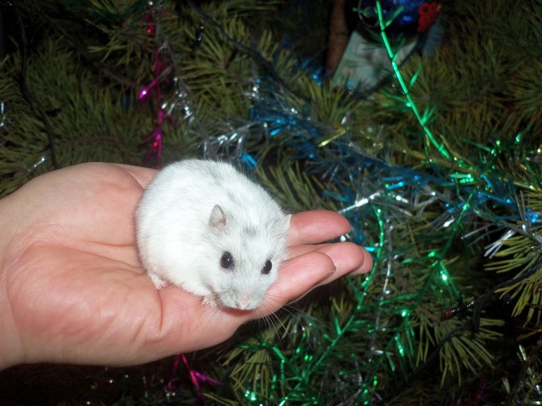 Новогодние фото Плюши