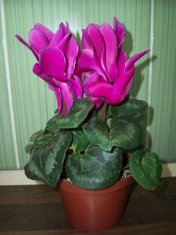 Название цветка.