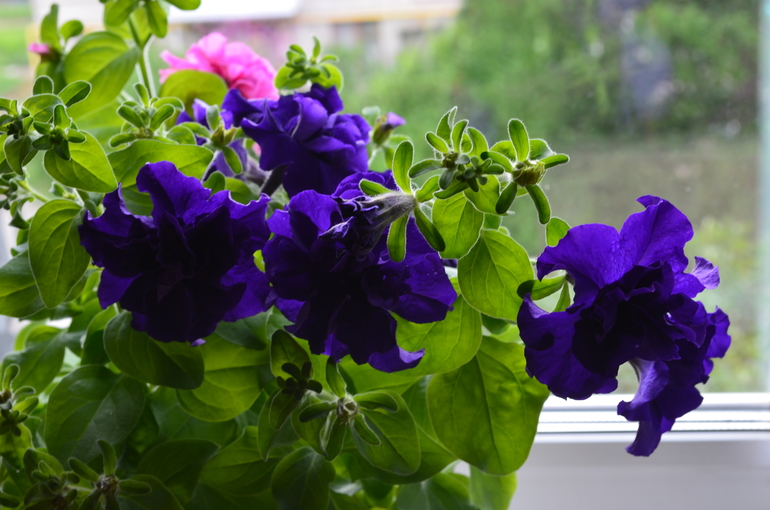 Мои петуньи