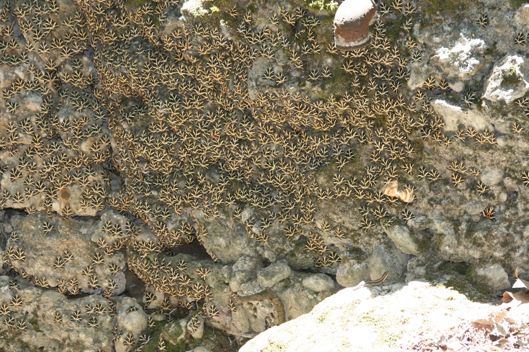 Miraluna Kiotari Bay 4-5*. Родос