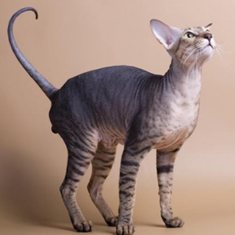 Что за порода?