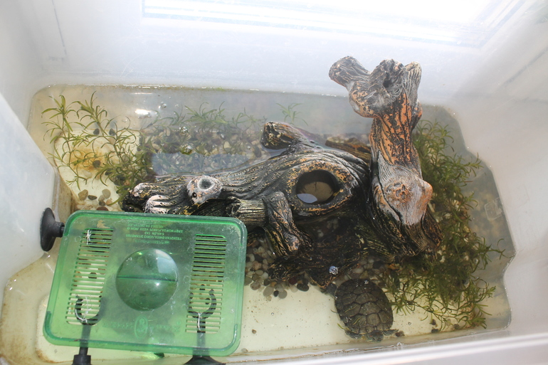 Отдам хомяка и черепашек в добрые руки!