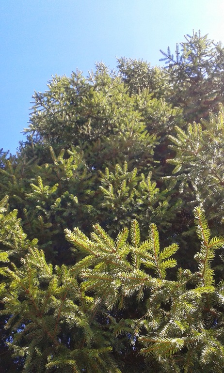 в субботу открыли дачный сезон.