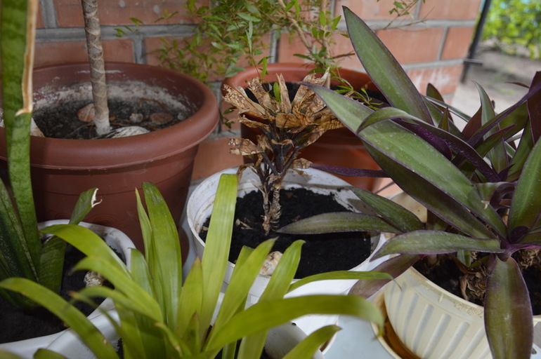 Горе цветовод)