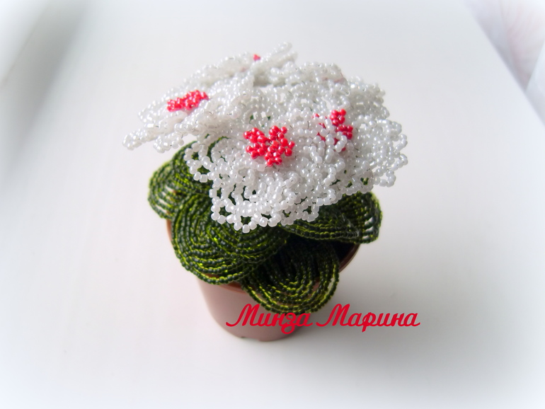 Белые фиалки