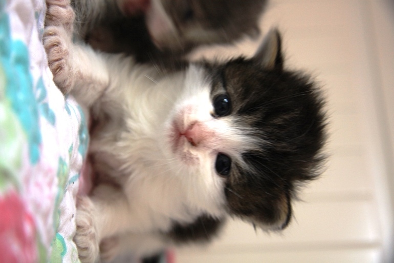 Разбирайте малышей