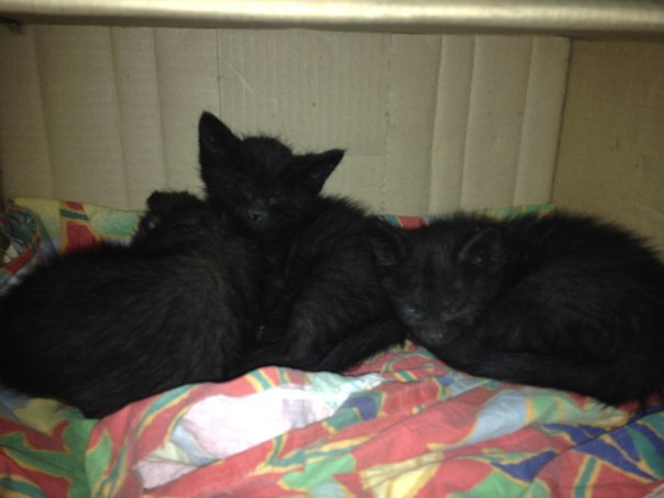 Возьмите котяток!!!!