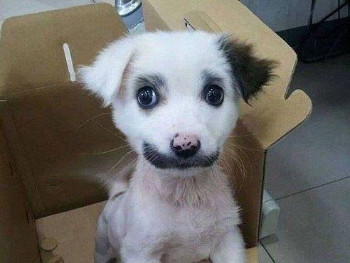 Девочки гляньте, необычная прелесть