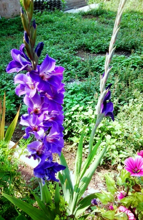 мои цветочки 2013г