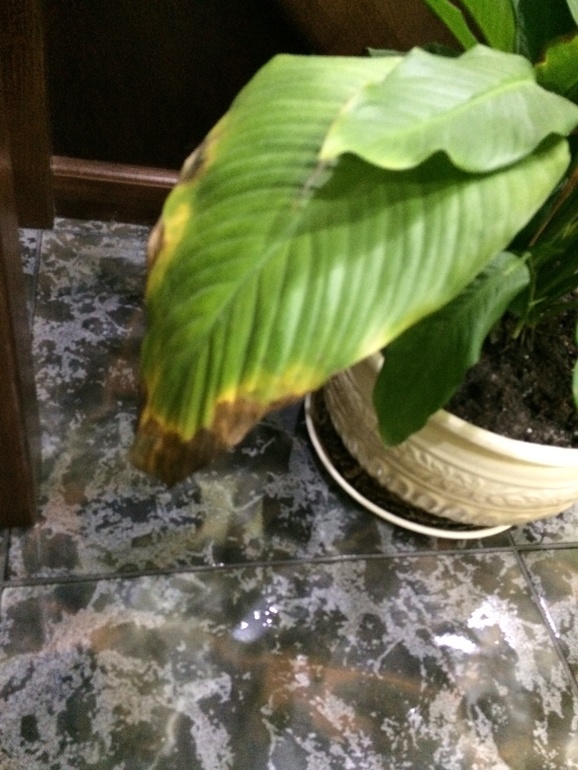 Подскажите, что не нравится цветочку..