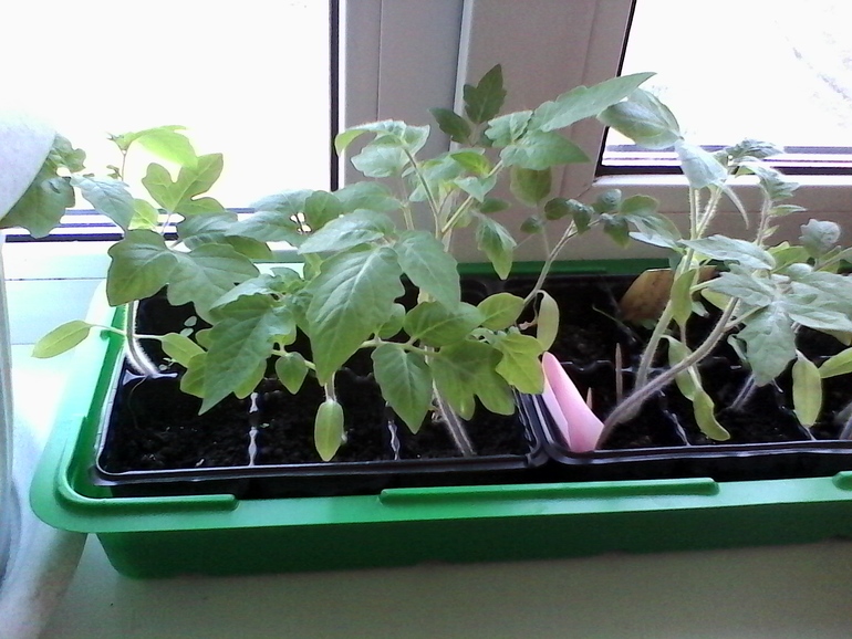 вот так подрос наш огород))))