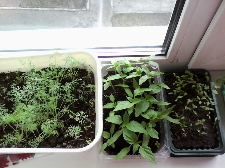 вот так подрос наш огород))))