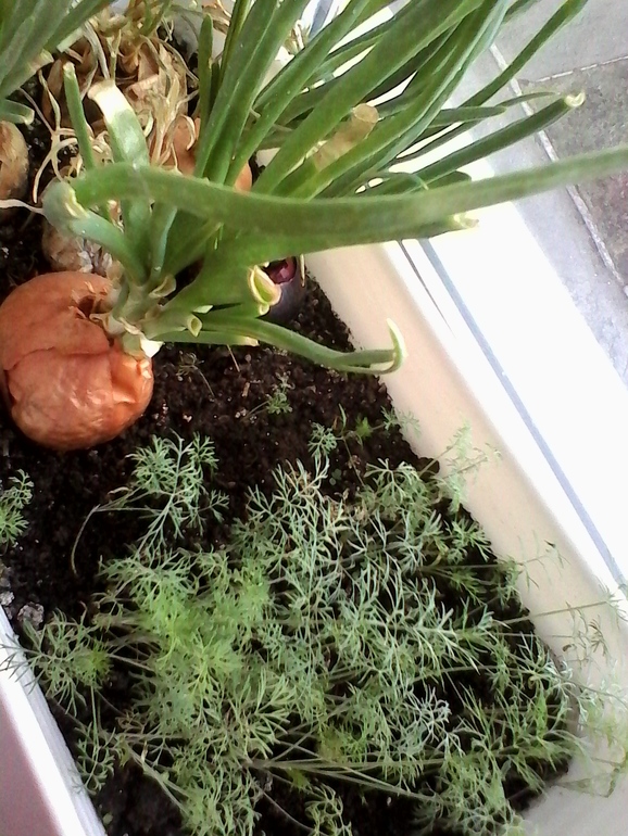 вот так подрос наш огород))))