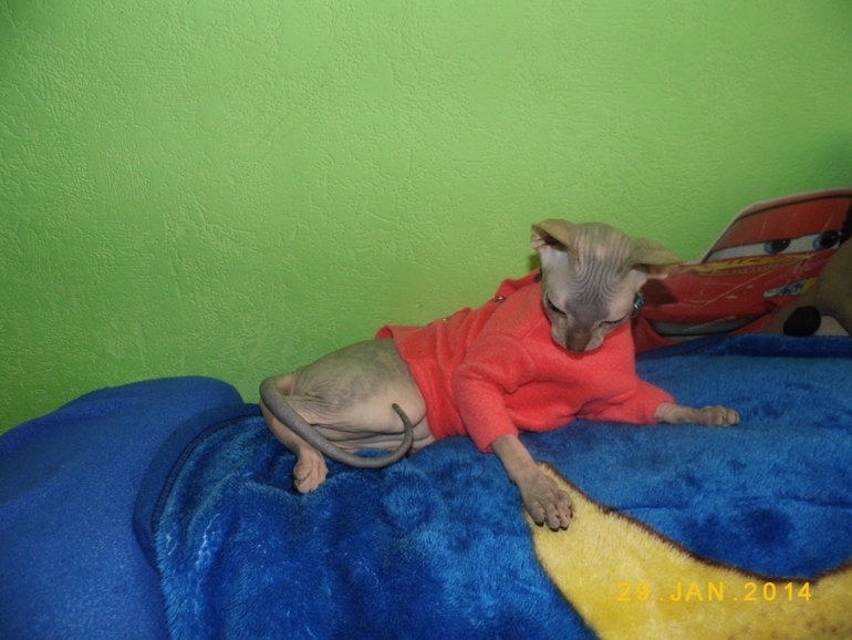 у нашей киски обновочки)))