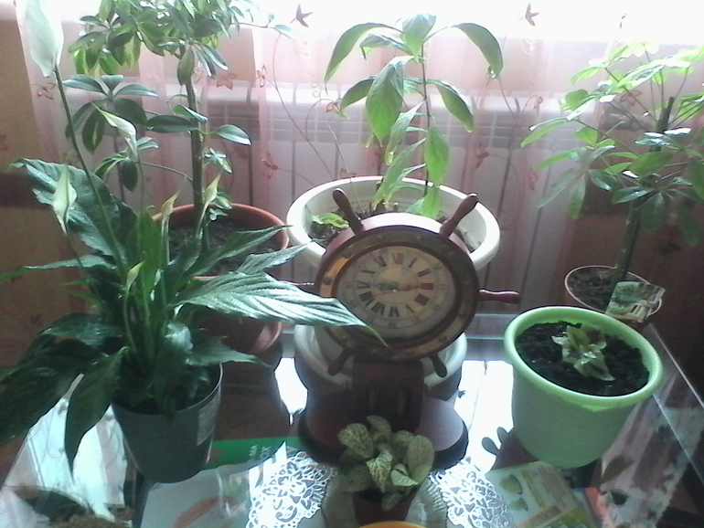 мой любимый зеленый уголок))))