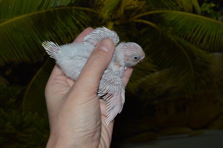 Птенчики подросли :)