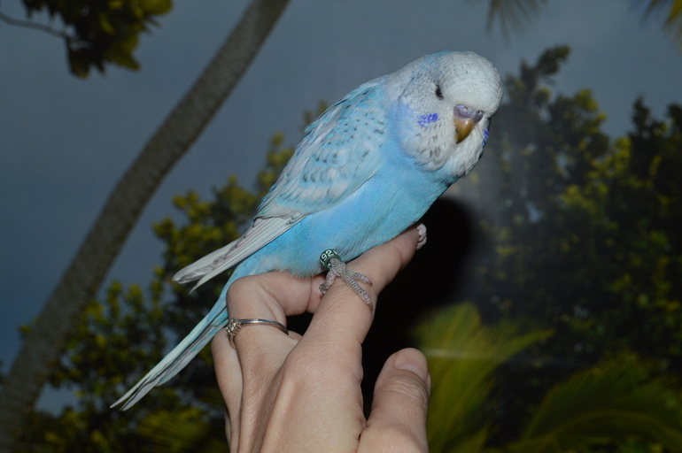 Птенчики выросли! :)