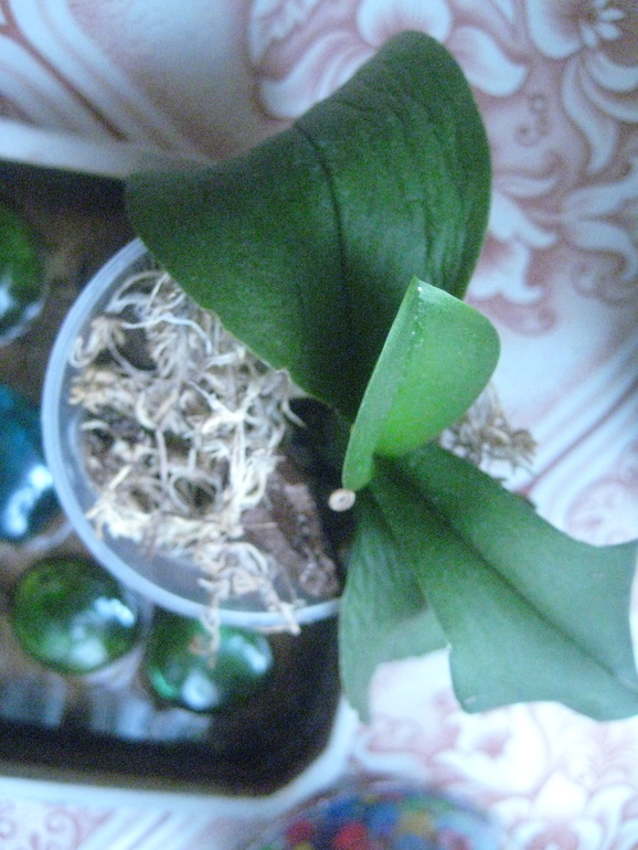 Мои Орхидейки