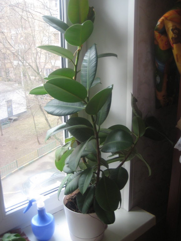 Мои Орхидейки