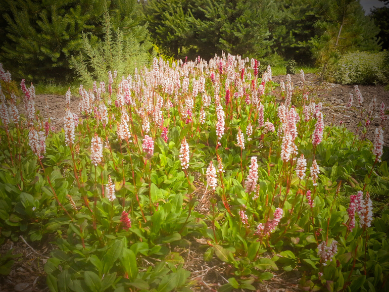 Мои розочки;-) и 32-я пошла:-)