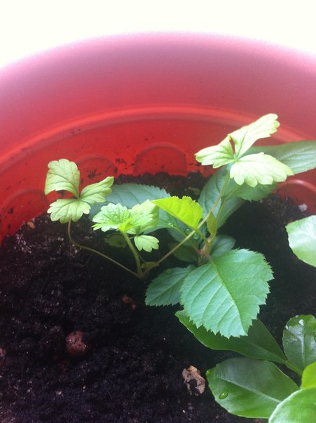 Что-то выросло